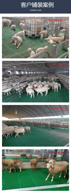 現代化養羊新選擇 高強度畜牧產床、高架床與糞板施工全解析